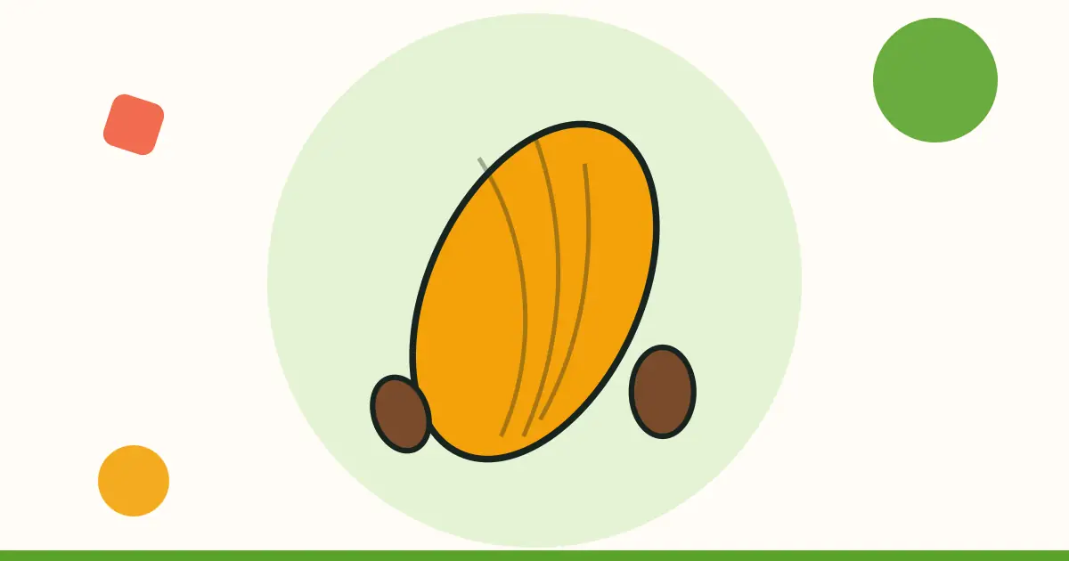 Ilustración: mazorca y granos de cacao